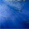 В главном корпусе Приморского океанариума поселились три акулы (ФОТО)
