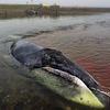 Гренландский кит сутки пролежал на мелководье в Хабаровском крае (ФОТО)