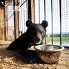 Найденного в Приморье медвежонка хотят забрать из центра реабилитации в цирк