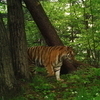 Следы и «лежки» тигра Владика обнаружили в нацпарке «Бикин» в Приморье