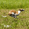 Скорость, азарт и механический заяц: приморские собаководы осваивают курсинг (ФОТО)