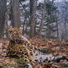 Раненый зимой леопард Leo 46M выжил и попал в фотоловушку в Приморье (ФОТО)