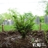 Во Владивостоке высадили более 300 деревьев (ФОТО)