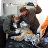 Суд постановил взыскать с охотника, убившего годовалую тигрицу в Приморье, более 1,6 млн рублей