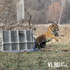 Пойманного во Владивостоке тигра выпустят на волю на севере Приморья