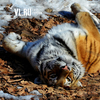 Тигров Владика и Филиппу выпустят в дикую природу Приморья и ЕАО