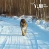 Очередной тигр бродит в окрестностях приморского поселка Артемовский