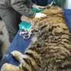 За помощь в поиске браконьеров, ранивших тигренка в Приморье, назначено вознаграждение 150 000 рублей