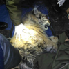 В Приморье нашли раненого тигренка (ФОТО)