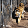Спасенные тигры Владик и Филиппа подружились в центре реабилитации в Приморье