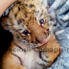Спасенного тигренка в сафари-парке Приморья назвали Шерханом (ФОТО)
