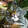 Один умер, второго спасли — в шкотовском сафари-парке выхаживают тигренка Амура и Уссури (ФОТО)