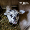 Новый очаг оспы овец выявлен в Уссурийске