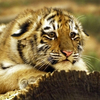 Житель Надеждинского района приговорен к обязательным работам за хранение туши амурского тигра