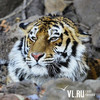 Взрослого тигра заметили местные жители под Уссурийском