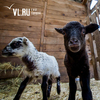 В Уссурийском городском округе введен режим ЧС из-за вспышки оспы овец