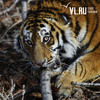 Нашему тигру нужно имя: читатели VL.ru могут стать «крестными» полосатого хищника