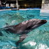 В Приморском океанариуме на острове Русском погибли два дельфина-белобочки