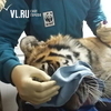 Тигра поймали в пригороде Владивостока — реабилитация проходит успешно (ФОТО; ВИДЕО)