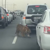 Катарский тигр: владивостокцы распространяют непроверенную информацию о хищнике на улицах города