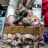 Последнюю в этом году выставку-раздачу бездомных кошек и котят провели во Владивостоке