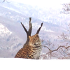 На «Земле леопарда» поселилась новая леопардесса (ВИДЕО)