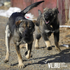 Во Владивостоке собаки покусали двух маленьких детей