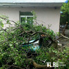 На Светланской упало дерево на припаркованные автомобили (ФОТО)