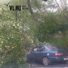 На Военном шоссе на припаркованный автомобиль упало дерево (ФОТО)