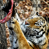 Тигры Амур и Тайга отметили день рождения в Шкотовском сафари-парке (ФОТО)