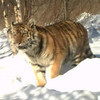 Спасенная в Хасанском районе тигрица поправилась и скоро получит имя (ВИДЕО)