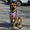 Служебная собака Югория помогла полицейским раскрыть преступление во Владивостоке