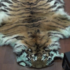 Житель Владивостока наказан исправительными работами за сбыт шкуры тигра