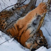 Найденный на «Земле леопарда» тигренок погиб из-за последствий истощения