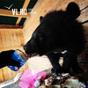 Песни, танцы и два именинных торта: в зоопарке села Борисовка отметили день рождения двух медвежат (ФОТО; ВИДЕО)