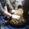 Третий истощенный тигренок обнаружен в Хасанском районе Приморья (ФОТО)