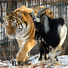 Тигр Амур и козел Тимур: дружба сильнее инстинктов