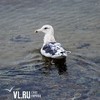 Прогноз погоды во Владивостоке на воскресенье