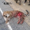 В Хасанском районе Приморья Nissan Wingroad насмерть сбил леопарда (ФОТО; ВИДЕО 18+)