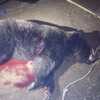 В Хабаровске ОМОН застрелил медведя, ворвавшегося ночью в торговый центр (ФОТО; ВИДЕО)