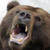 В селе Пухово Приморского края медведь напал на женщину