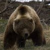В поселке Кировский медведь покусал беременную женщину