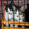 «Подарим Дом»: во Владивостоке раздают котят на благотворительной выставке (ФОТО)