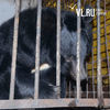Медведи из затопленного зоопарка в Уссурийске привыкают к новой жизни на территории цирка (ФОТО)