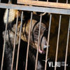 Из затопленного зоопарка Уссурийска эвакуировали всех зверей, кроме трех медведей в аварийных клетках (ФОТО; ВИДЕО)