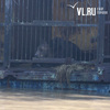 Спасатели эвакуируют медведей из затопленного в Уссурийске зоопарка в местный цирк (ФОТО; ОБНОВЛЕНИЕ 16.13)