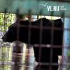 Гибель обитателям больше не грозит: власти, МЧС и зоозащитники спасают зверей из зоопарка в Уссурийске (ФОТО; ВИДЕО)