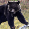 Дикие медведи загрызли нескольких человек в Лучегорске — местные жители (ФОТО; ВИДЕО)