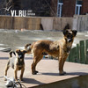 Двух жителей Владивостока покусали собаки