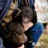 Медвежонок-подкидыш из цирка вместе с двумя собратьями живет в зоопарке «Садгород»
